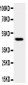 Anti-JNK1 Antibody